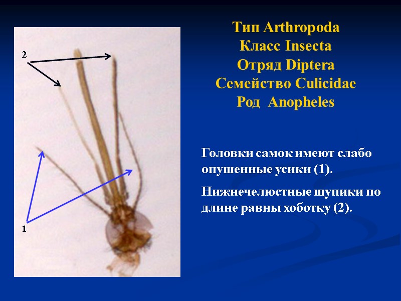 Тип Arthropoda Класс Insecta Отряд Diptera Семейство Culicidae Род  Anopheles  Головки самок